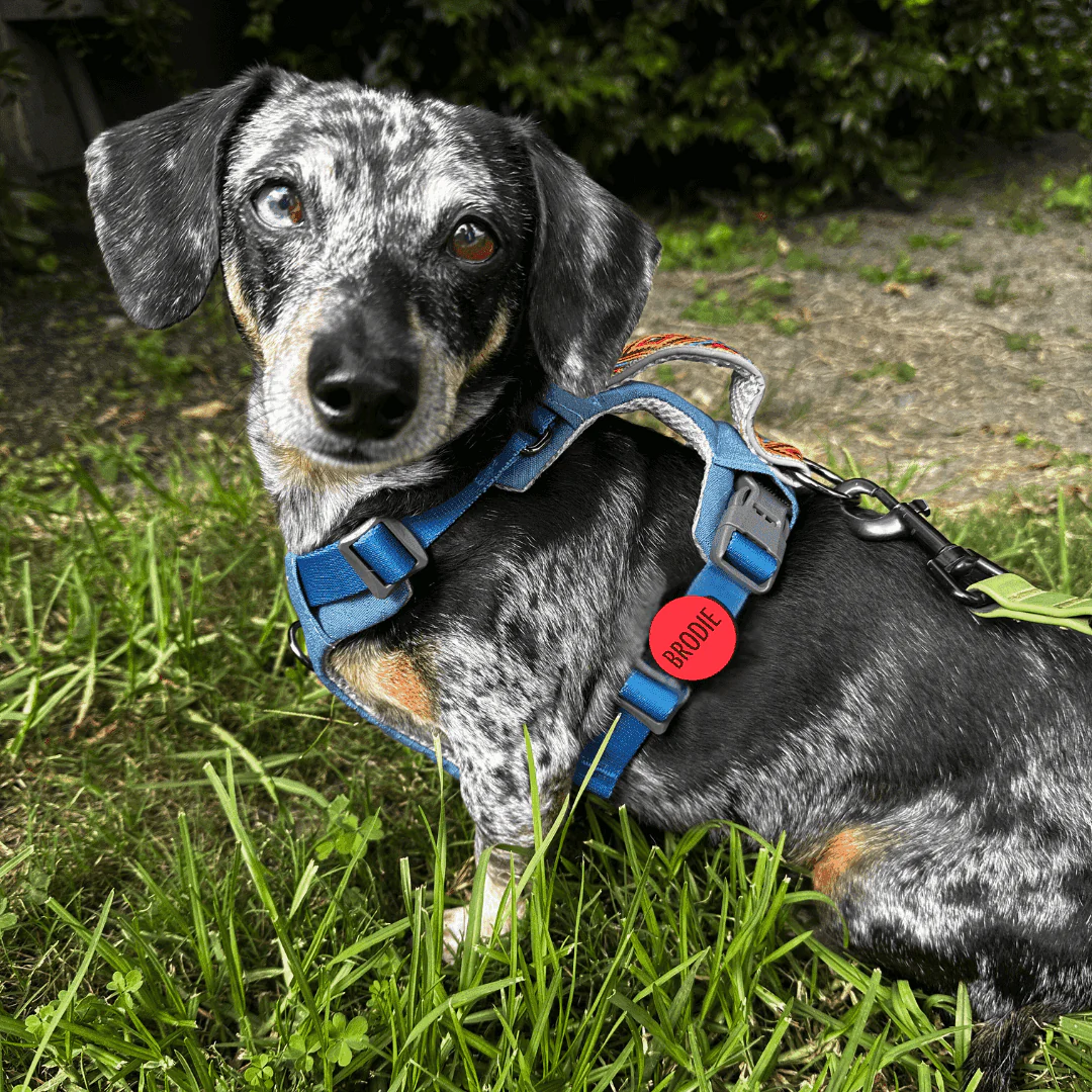 Custom Artwork | AirTag Holder Slide-On Pet ID Tag - Image 6