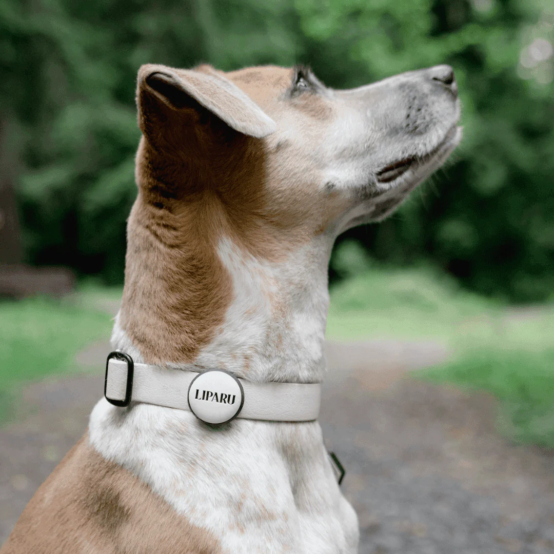 Custom Artwork | Glow In The Dark AirTag Holder Slide-On Pet ID Tag - Image 6